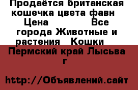 Продаётся британская кошечка цвета фавн › Цена ­ 10 000 - Все города Животные и растения » Кошки   . Пермский край,Лысьва г.